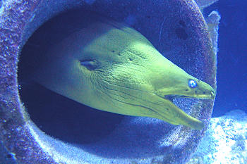 Moray eel